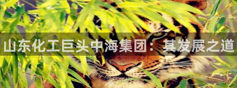 球盟会最新网