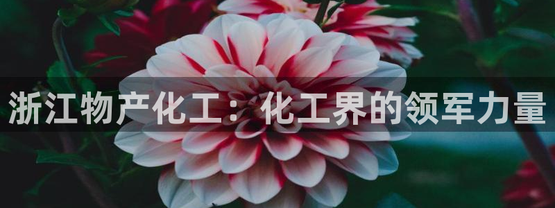 球盟会入口