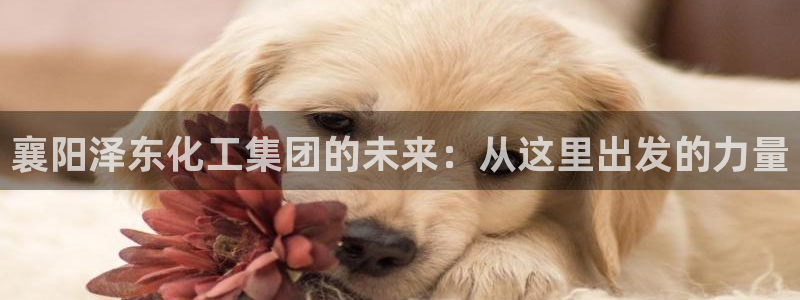 球盟会qmh网页版登录：襄阳泽东化工集团的未来：从这里出发的