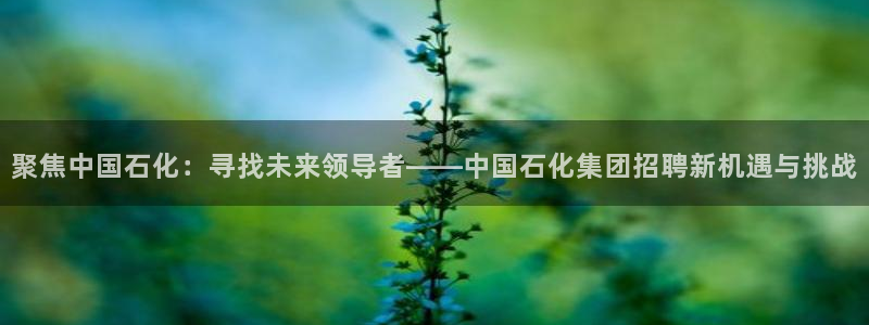 球盟会黑台：聚焦中国石化：寻找未来领导者——中国石化集团招聘
