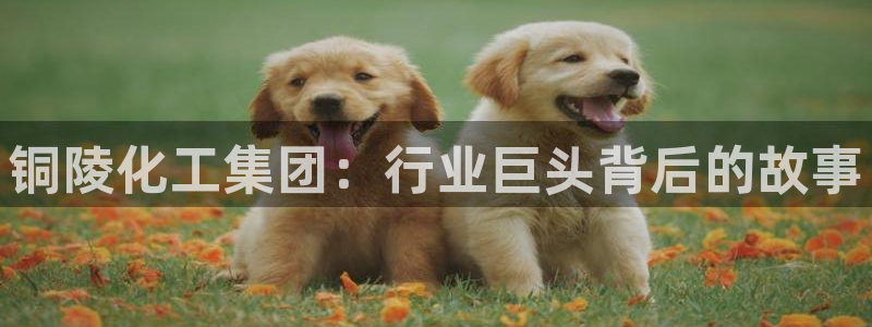 球盟会官方登录平台